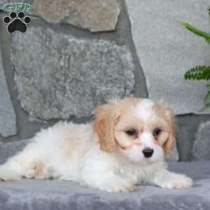 Marshall, Cavachon Puppy