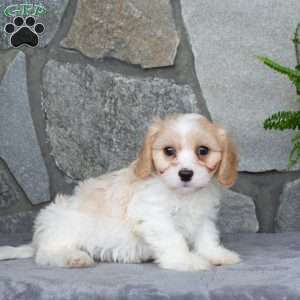 Marshall, Cavachon Puppy