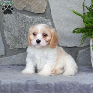 Marshall, Cavachon Puppy