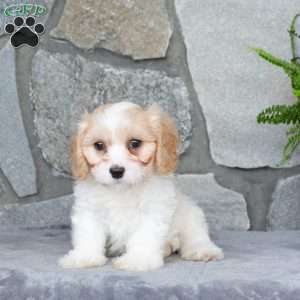 Marshall, Cavachon Puppy