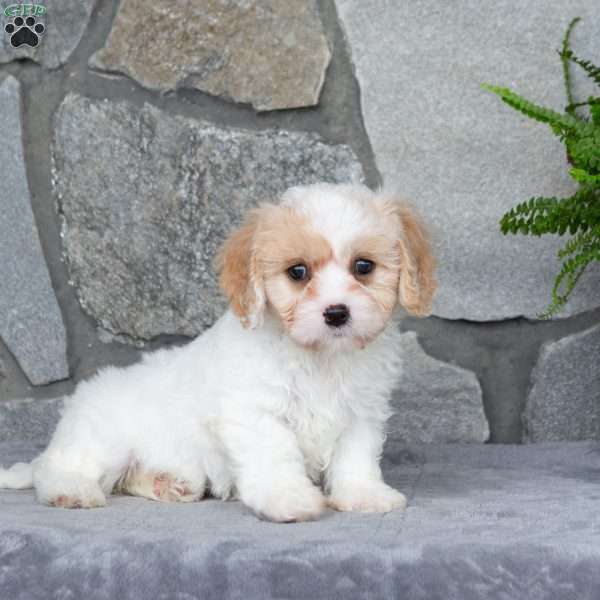 Millie, Cavachon Puppy
