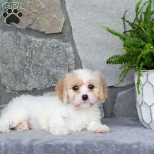 Millie, Cavachon Puppy