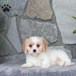 Millie, Cavachon Puppy