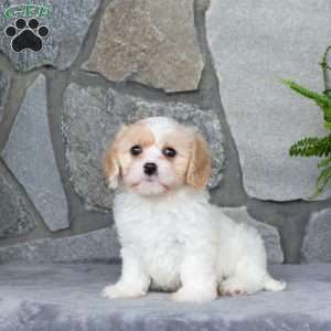 Millie, Cavachon Puppy