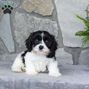 Major, Cavachon Puppy