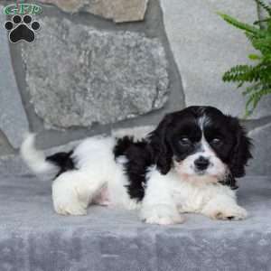 Major, Cavachon Puppy