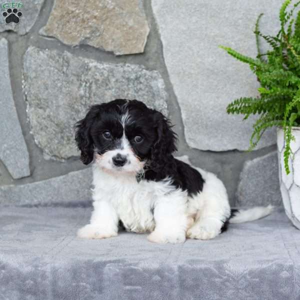 Major, Cavachon Puppy