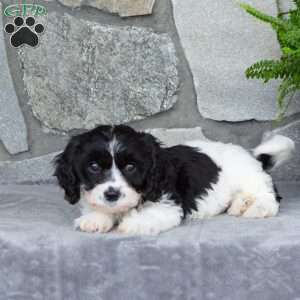 Major, Cavachon Puppy
