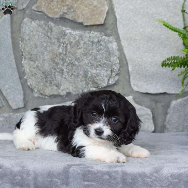 Maddie, Cavachon Puppy
