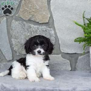 Maddie, Cavachon Puppy