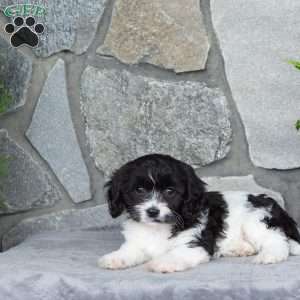 Maddie, Cavachon Puppy