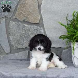 Maddie, Cavachon Puppy