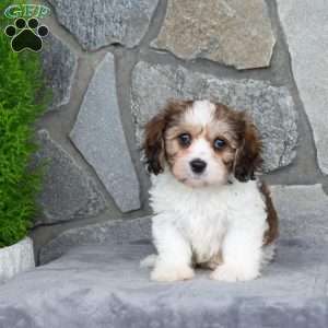 Matilda, Cavachon Puppy