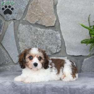 Matilda, Cavachon Puppy