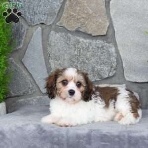 Matilda, Cavachon Puppy
