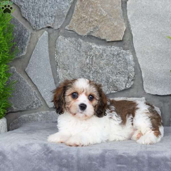Matilda, Cavachon Puppy