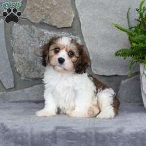 Matilda, Cavachon Puppy