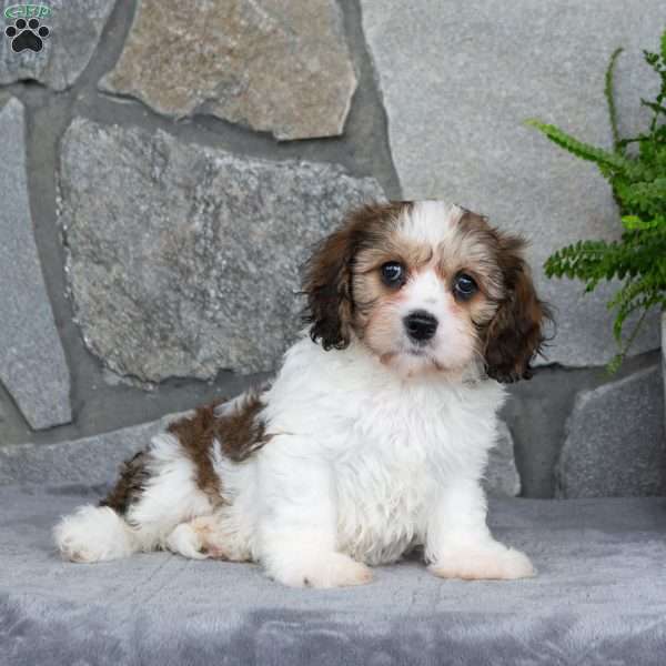 Matilda, Cavachon Puppy