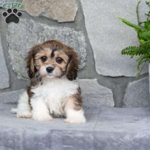 Muffin, Cavachon Puppy