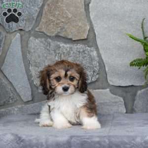 Muffin, Cavachon Puppy