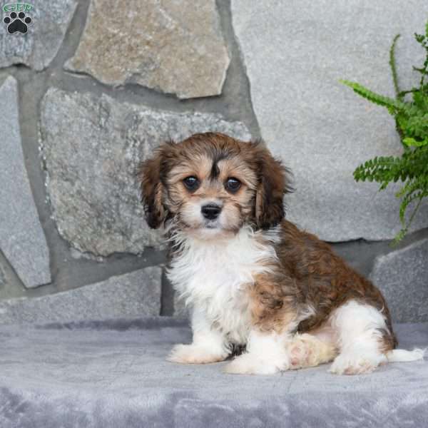 Muffin, Cavachon Puppy