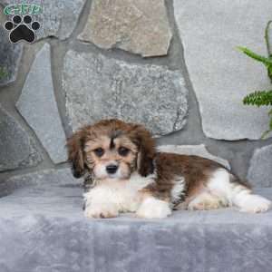Muffin, Cavachon Puppy