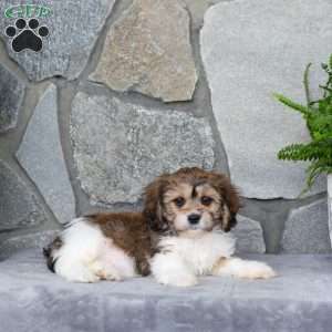 Muffin, Cavachon Puppy