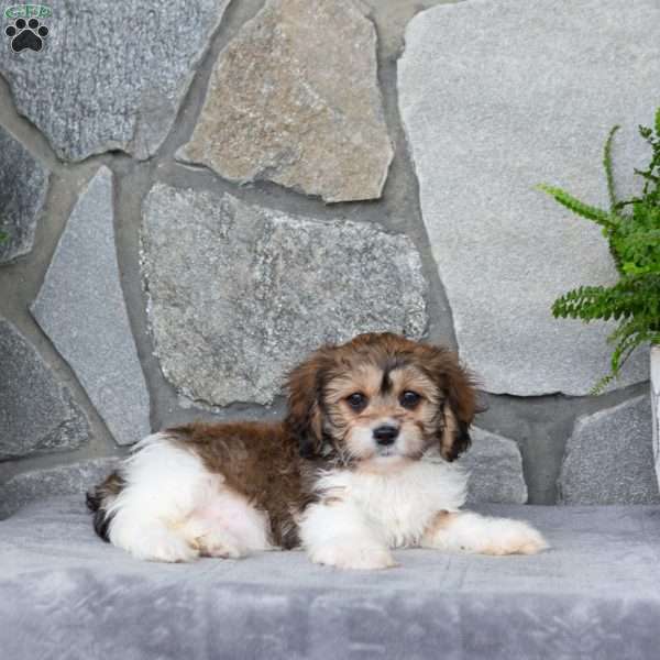 Muffin, Cavachon Puppy