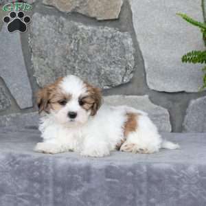 Noodle, Mal-Shi Puppy