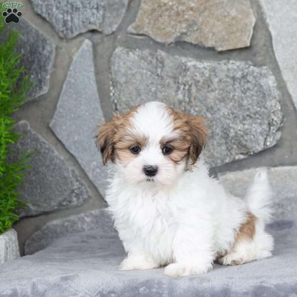 Noodle, Mal-Shi Puppy