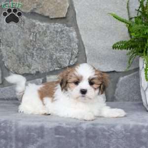 Noodle, Mal-Shi Puppy