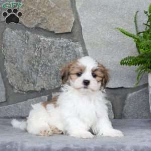Noodle, Mal-Shi Puppy