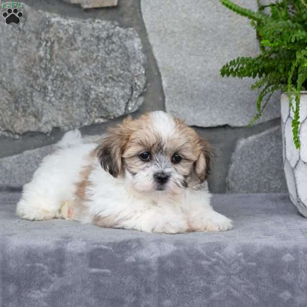 Nugget, Mal-Shi Puppy