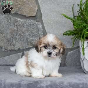 Nugget, Mal-Shi Puppy