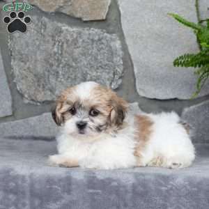 Nugget, Mal-Shi Puppy