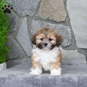 Nico, Mal-Shi Puppy