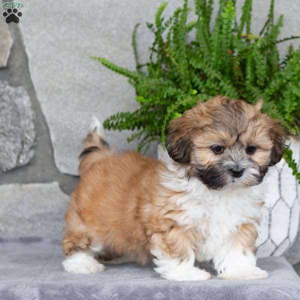 Nico, Mal-Shi Puppy