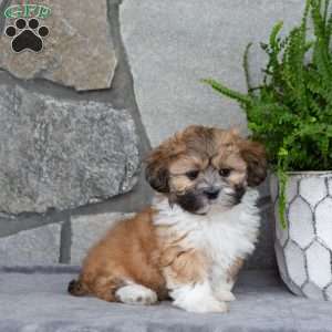 Nico, Mal-Shi Puppy