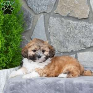 Nico, Mal-Shi Puppy