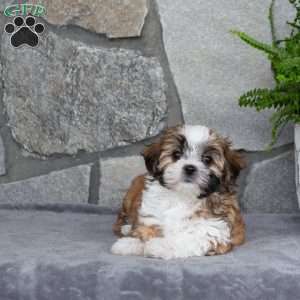 Nelli, Mal-Shi Puppy