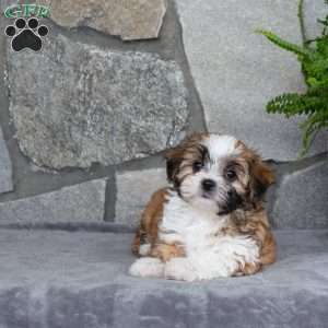 Nelli, Mal-Shi Puppy
