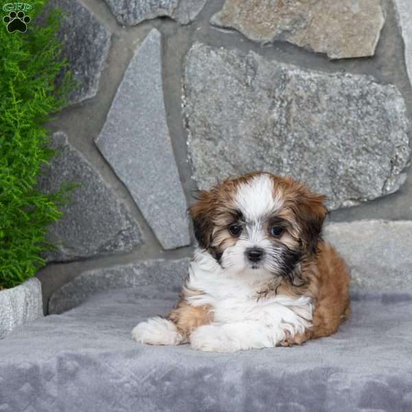 Nelli, Mal-Shi Puppy
