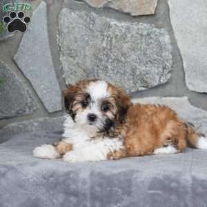 Nelli, Mal-Shi Puppy