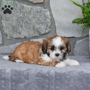 Nelli, Mal-Shi Puppy