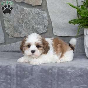Nixie, Mal-Shi Puppy