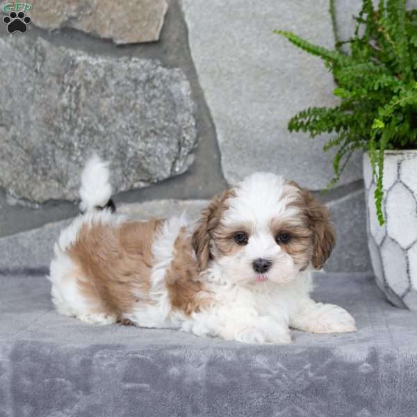 Nixie, Mal-Shi Puppy