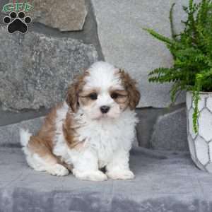 Nixie, Mal-Shi Puppy