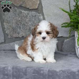 Nixie, Mal-Shi Puppy