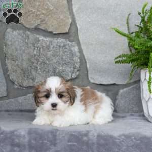 Nina, Mal-Shi Puppy