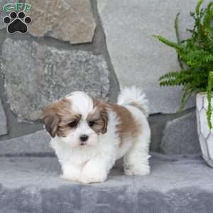 Nina, Mal-Shi Puppy